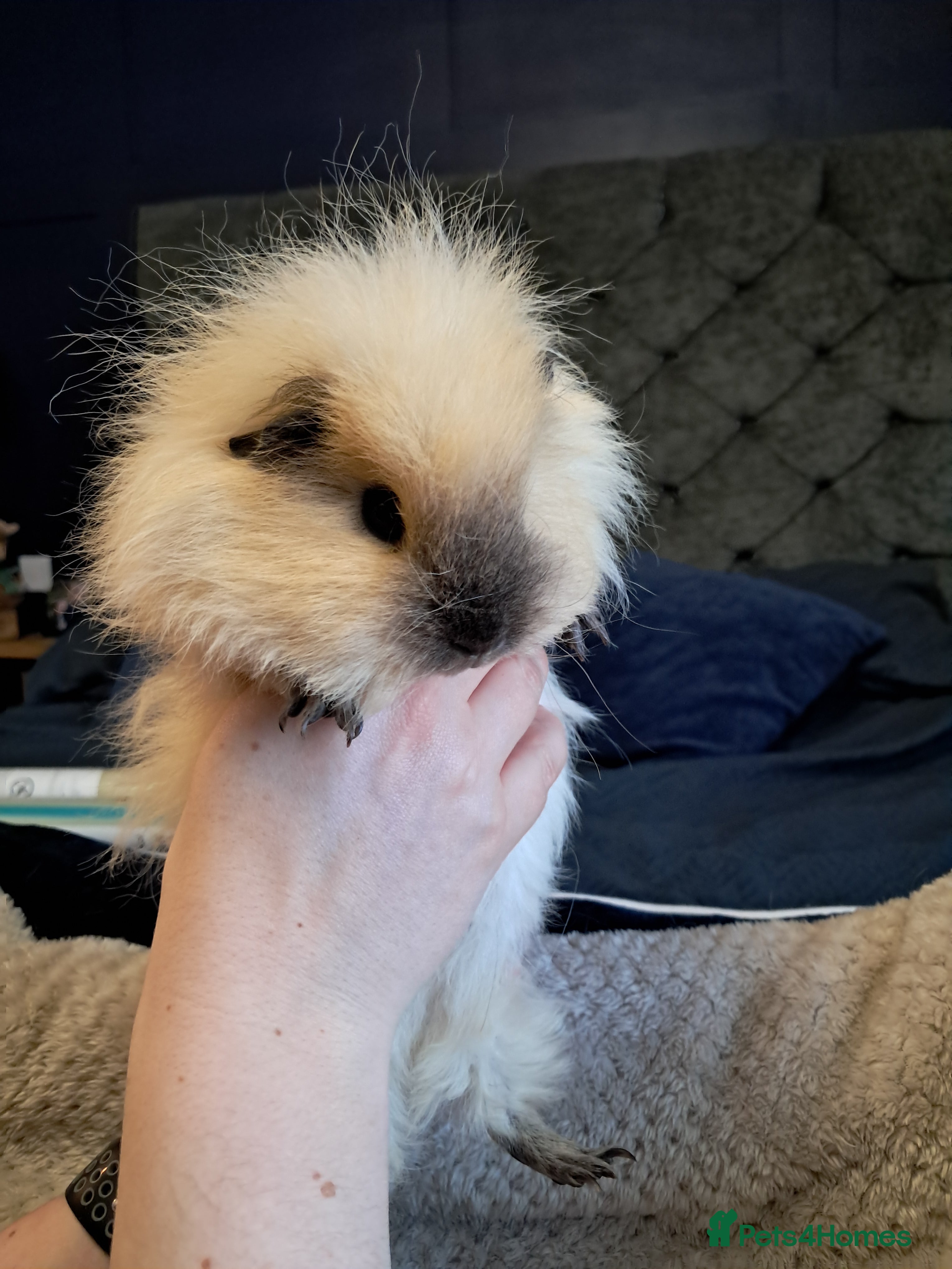 Guinea Pig rodents Two females and full set up - Advert 1