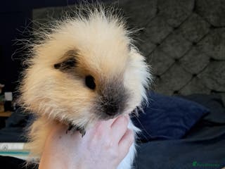 Guinea Pig rodents Two females and full set up - Advert 3