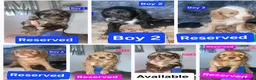 Cockapoo dogs for sale: X1 Female Brown Merle Cockapoo Puppy  - Advert 5