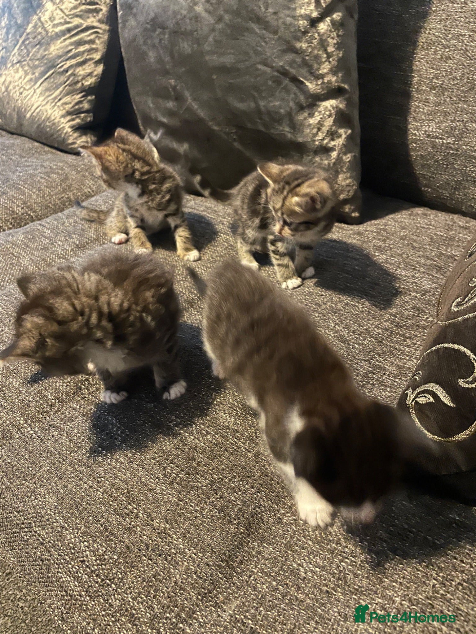 Mixed Breed cats Beautiful kittens looking for forever homes  - Advert 2