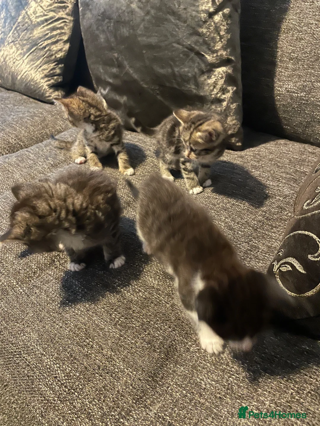 Mixed Breed cats for sale: Beautiful kittens looking for forever homes  - Advert 1
