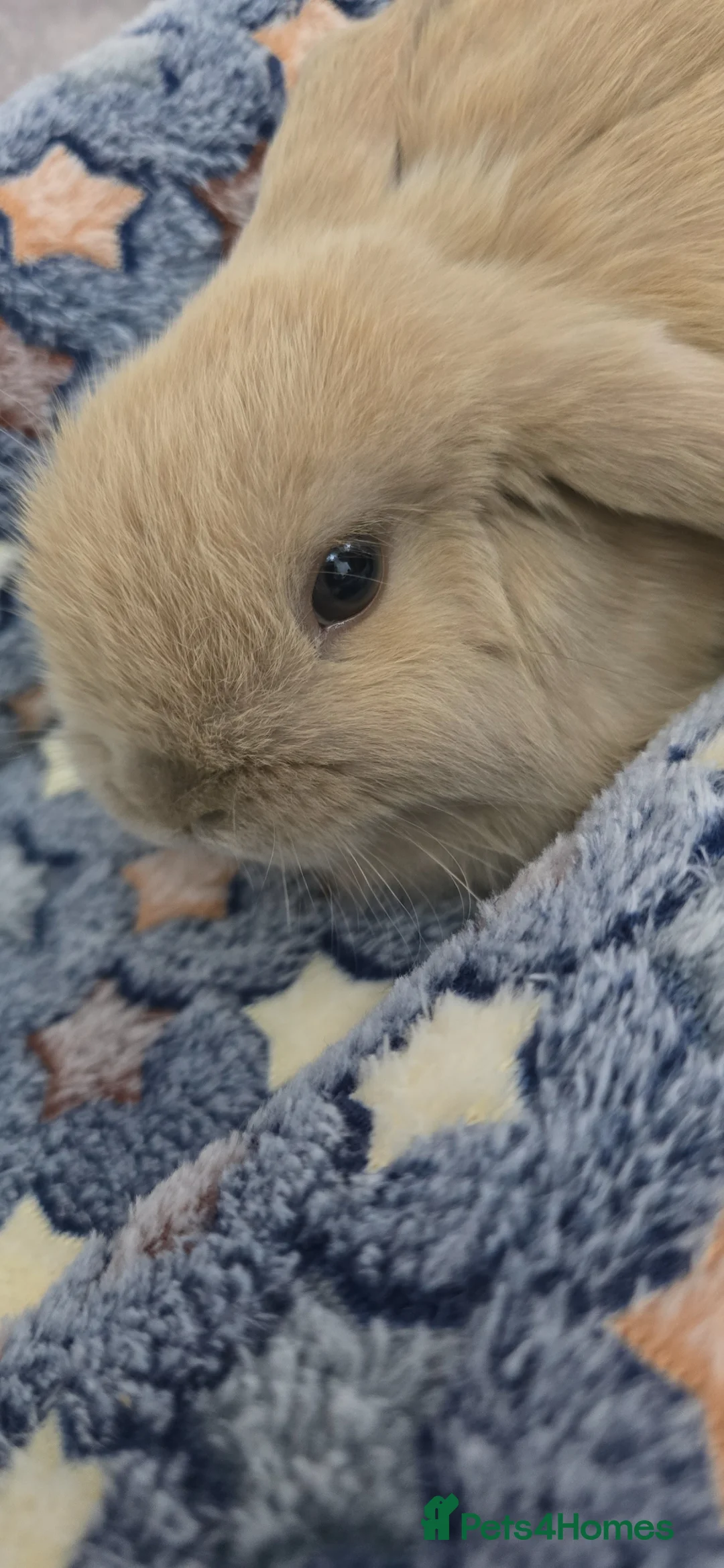 Mini Lop rabbits for sale: Male mini lop baby for Sale  in Leicester - Advert 2