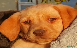Labrador Retriever dogs for sale: Fox Red Labradors Ready now!!!! - Image 12