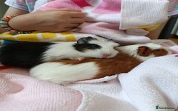 Guinea Pig rodents for sale: Bonded pair of young female guinea pigs - Advert 7