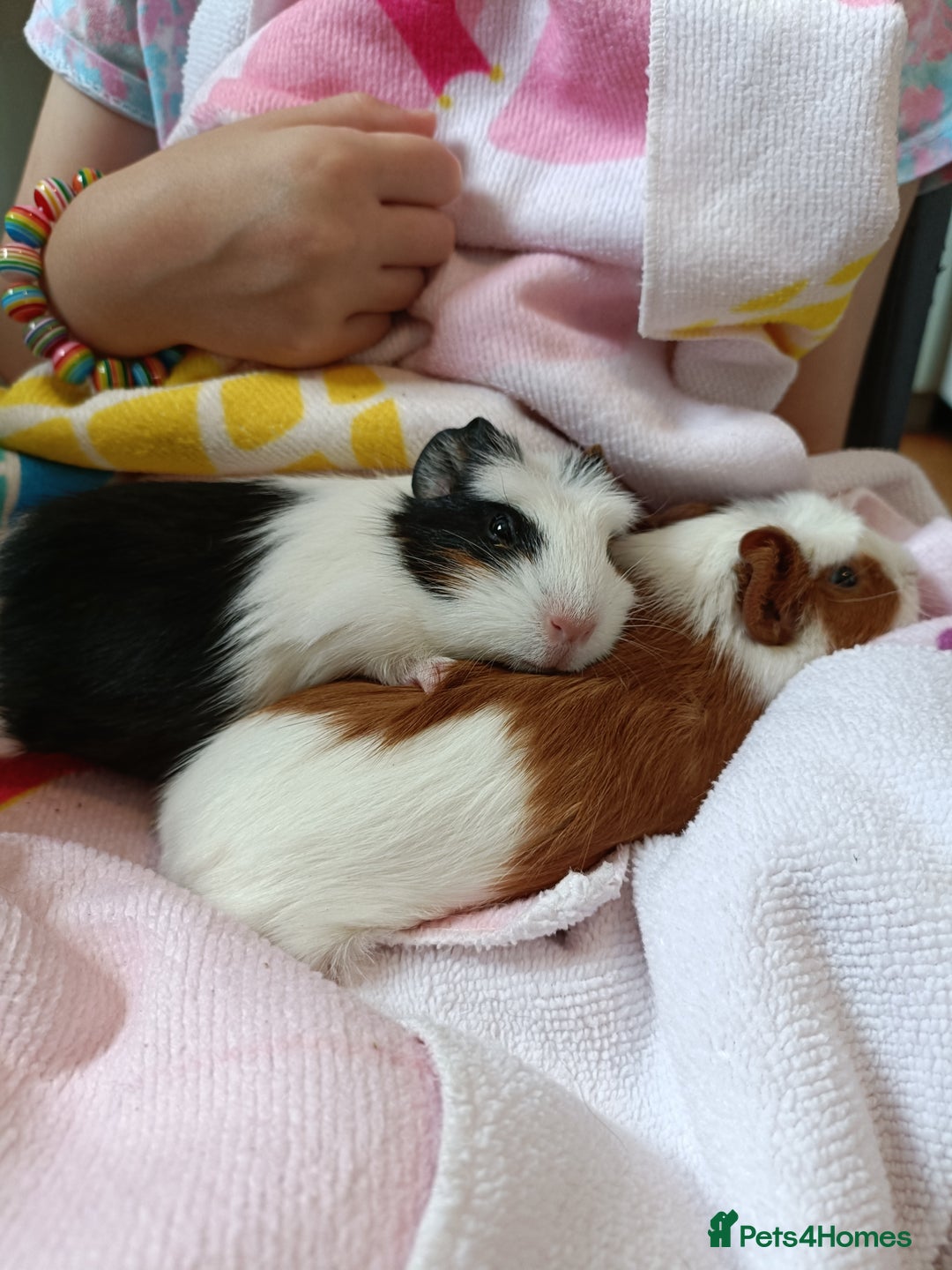 Guinea Pig rodents for sale: Bonded pair of young female guinea pigs - Advert 7
