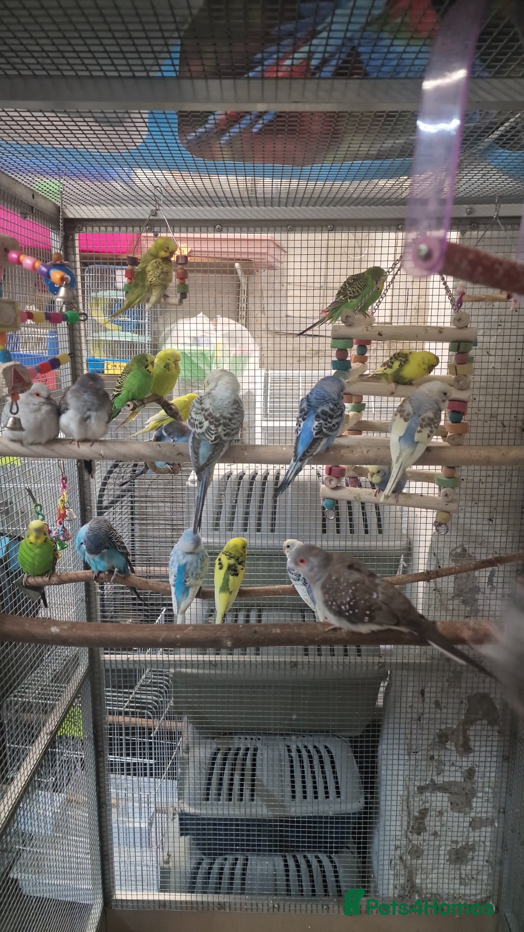 Parrots birds for sale: Available BIRDS/PARAKEETS/PARROTS  - Image 7