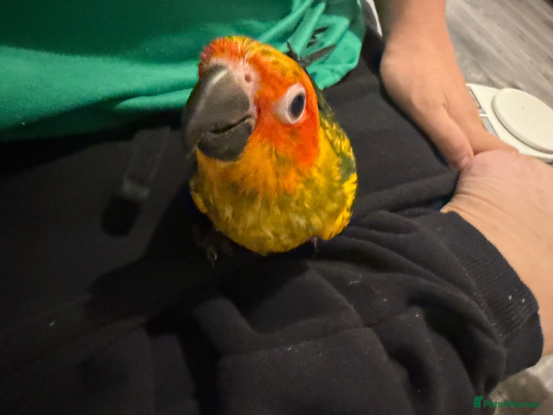 Conures birds Selling handreared baby sun conures  - Advert 2