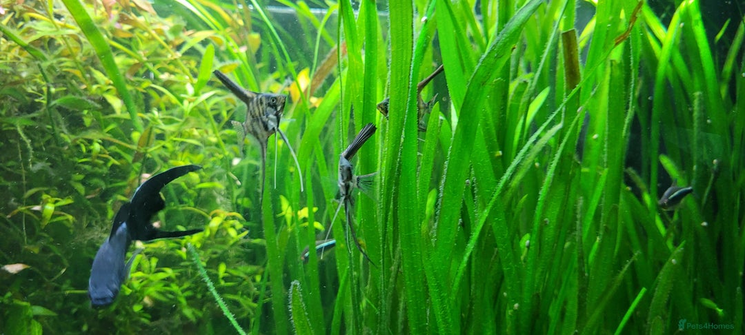 Angelfish fish for sale: Stunning stripes baby Angels - Advert 3
