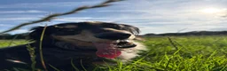 Miniature Dachshund dogs for stud: Odin: silver dapple tan miniature dachshund  in Hull - Advert 4