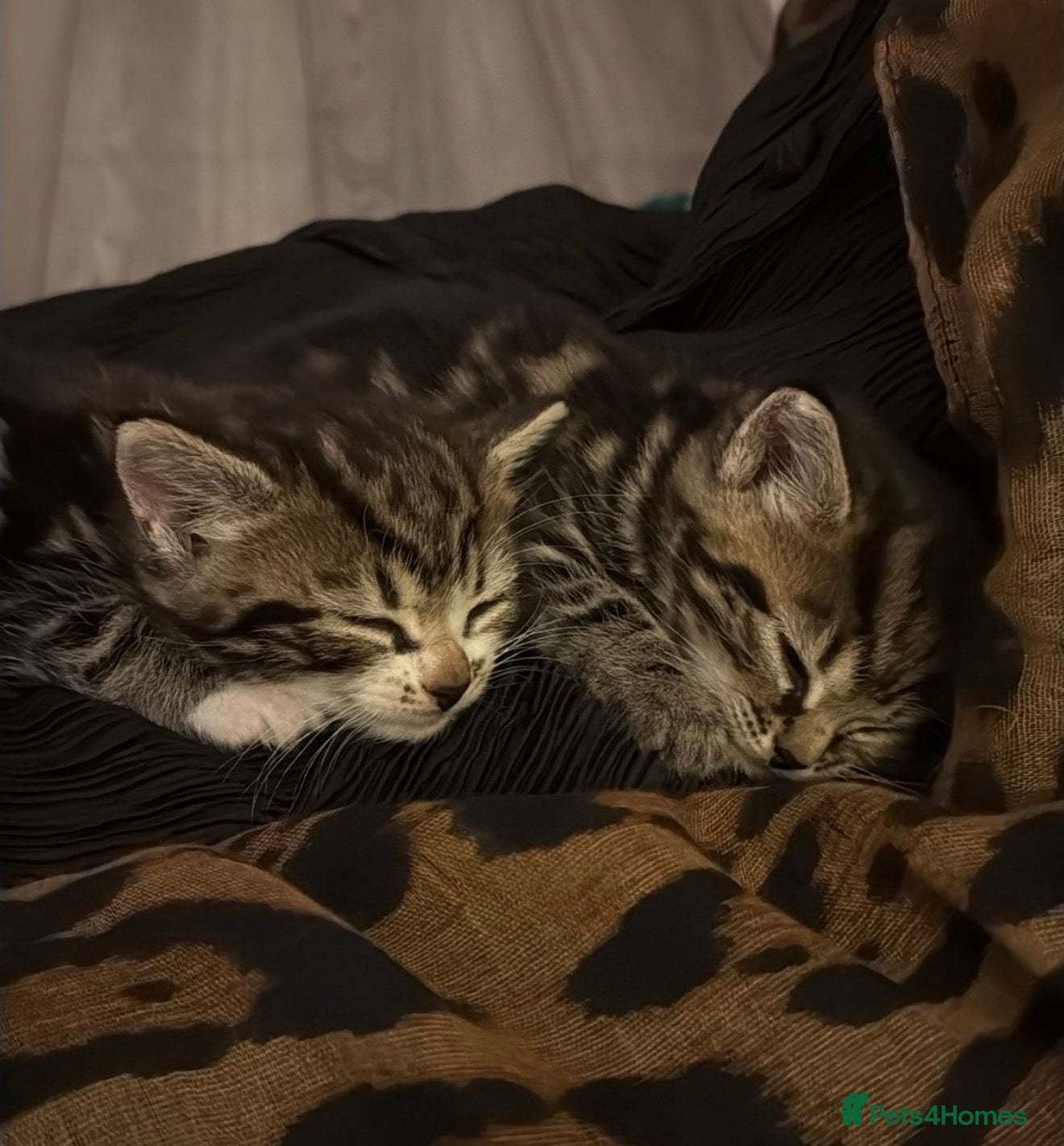 Domestic Shorthair cats 4 kittens available x - Advert 1