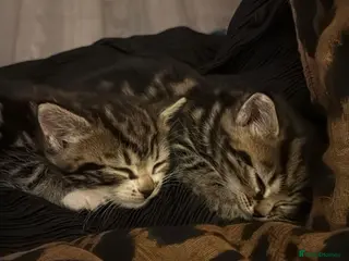 Domestic Shorthair cats 4 kittens available x - Advert 1