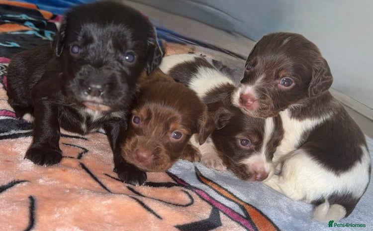 Cocker Spaniel dogs - Advert 10