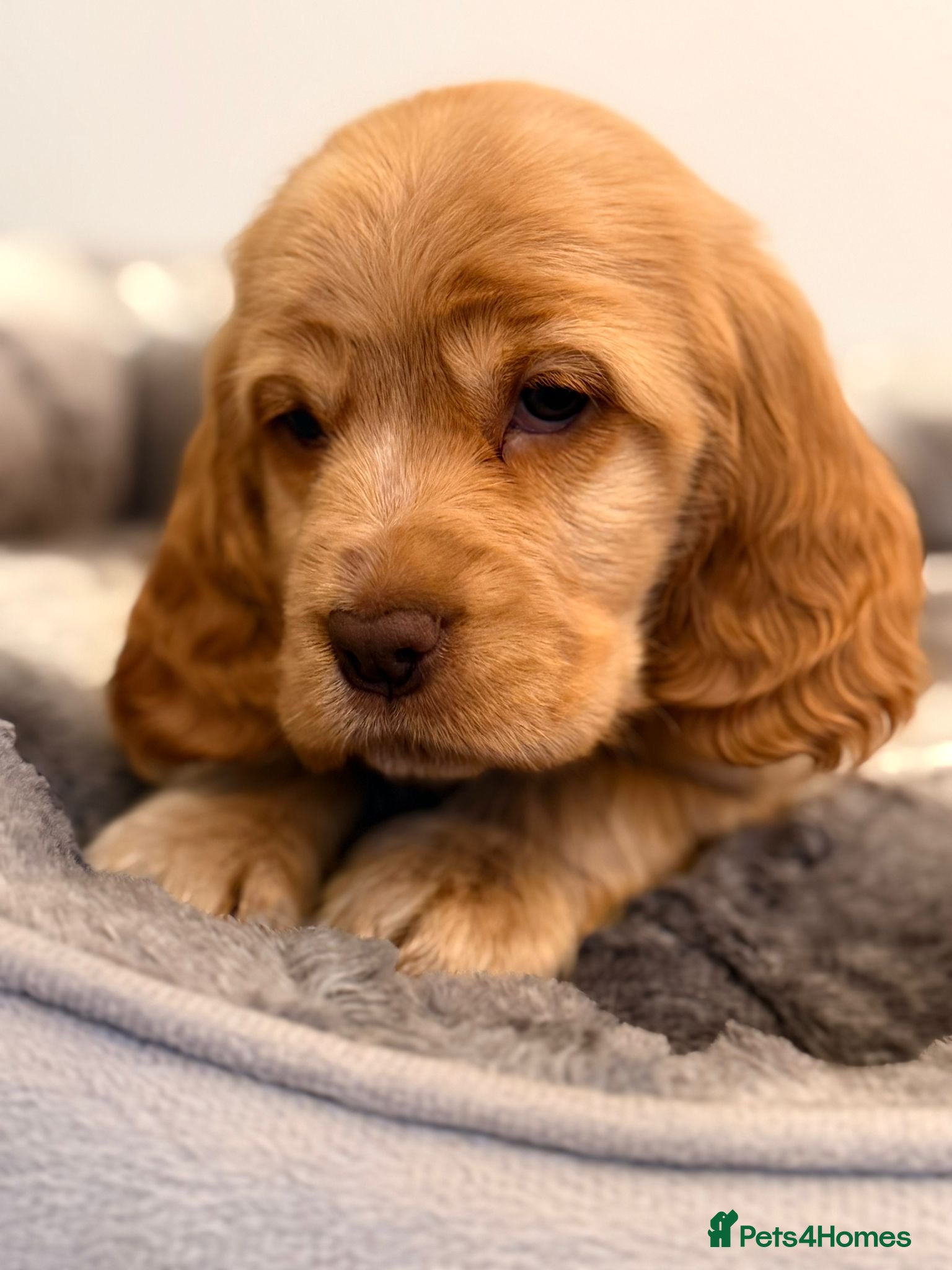 Cocker Spaniel dogs Show type cocker spaniel  - Advert 1