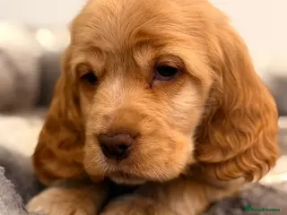 Cocker Spaniel dogs Show type cocker spaniel - Advert 1