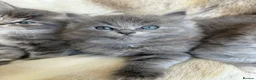 Mixed Breed cats for sale: Beautiful Pedigree line Ragdoll Blue Lynx kittens - Advert 27