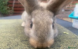 Continental Giant rabbits for sale: Baby Continental giants - Image 6