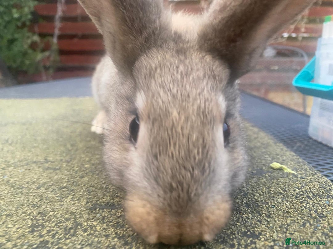 Continental Giant rabbits for sale: Baby Continental giants - Image 6