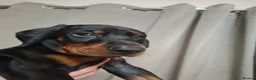 Dobermann dogs for sale:  Dobermann pups,Female Ready to leave now. - Advert 3