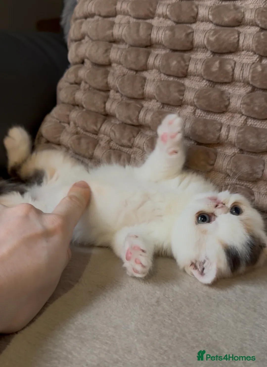 Exotic cats for sale: Two beautiful exotic shorthair babies  - Advert 9