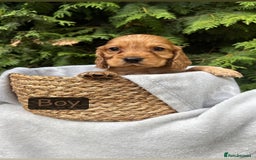 Cocker Spaniel dogs for sale: GORGEOUS SHOW TYPE SABLES COCKER SPANIAL PUPPIES - Image 5
