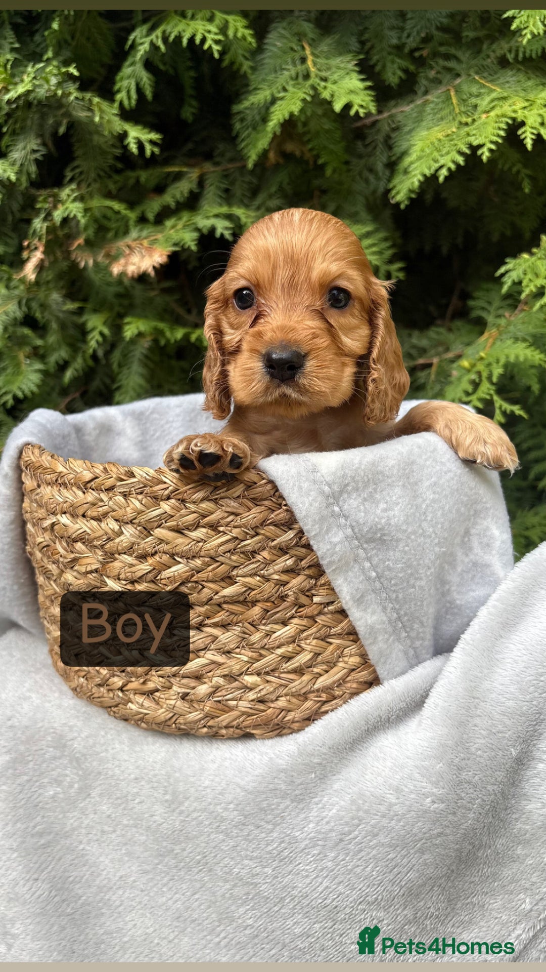 Cocker Spaniel dogs for sale: GORGEOUS SHOW TYPE SABLES COCKER SPANIAL PUPPIES - Image 5