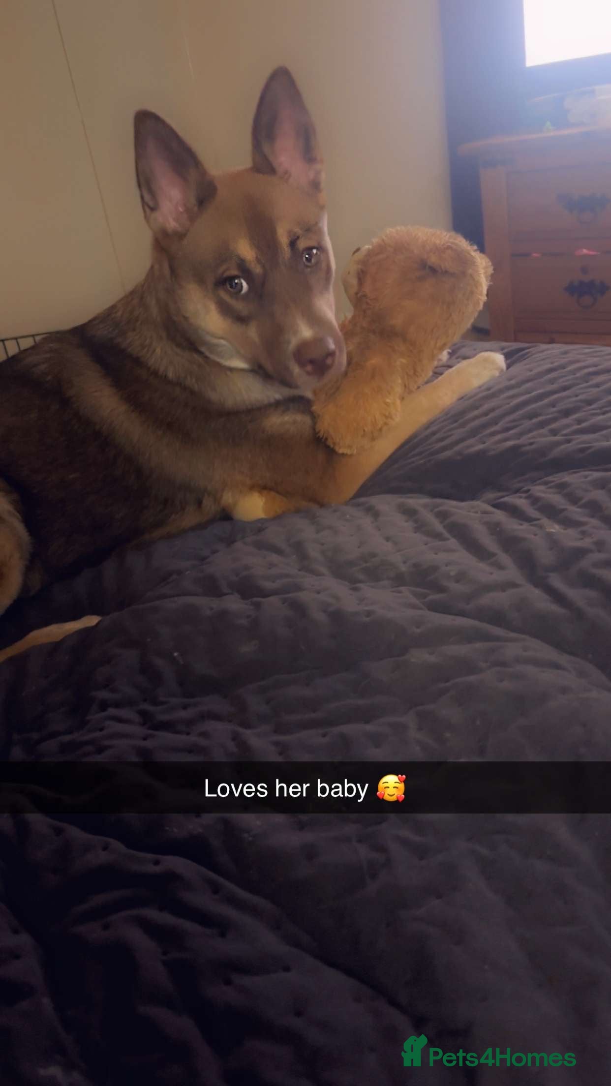 Mixed Breed dogs Beautiful husky x pup in Stoke-on-Trent - Advert 1