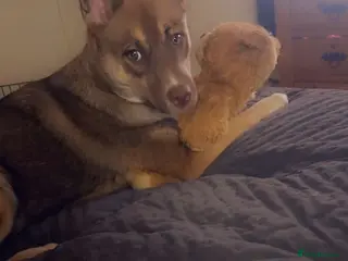 Mixed Breed dogs Beautiful husky x pup in Stoke-on-Trent - Advert 1