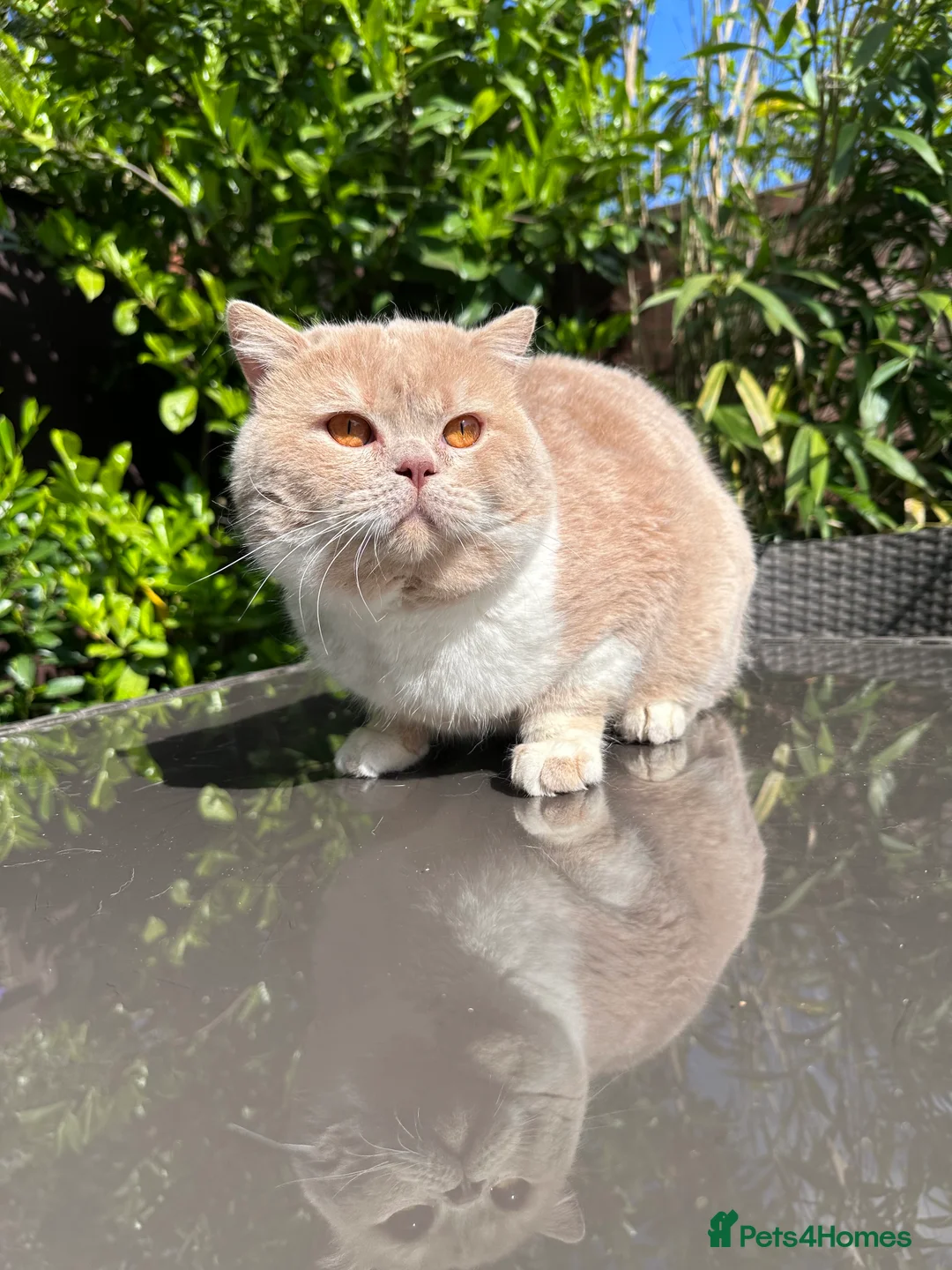 British Shorthair cats for stud: Championline Bi-Cream Boy in Northolt - Advert 2