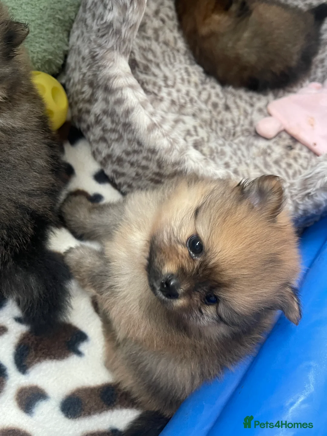 Pomeranian dogs for sale: Pomerian puppies  - Advert 13
