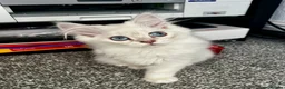 British Shorthair cats for sale: 🐾 TICA Reg BLH / BSH Kittens  🐾 - Advert 19