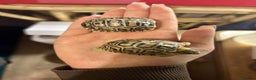 Tortoise reptiles for sale: Leopard tortoise babies - Advert 1