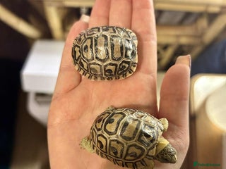 Tortoise reptiles Leopard tortoise babies - Advert 2