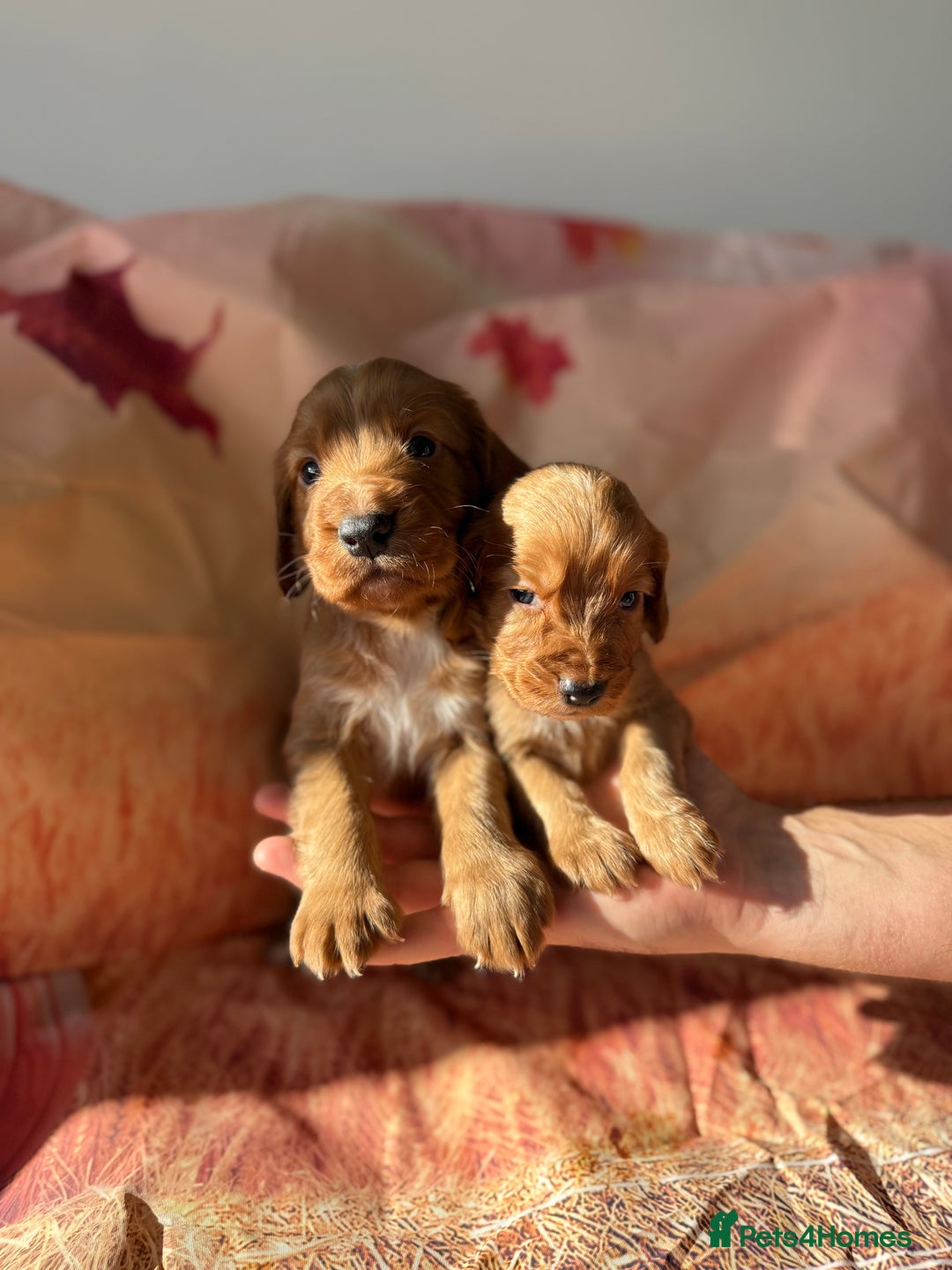 Cocker Spaniel dogs for sale: 🧡Fox Red WCS🧡 - Image 24