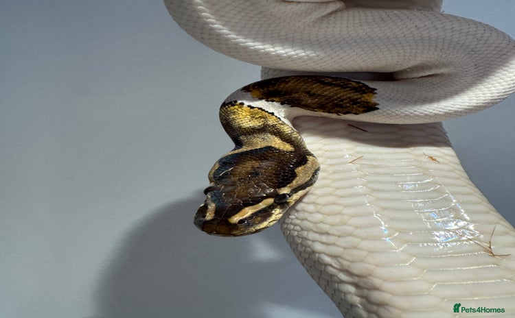 Python Snake reptiles - Advert 7