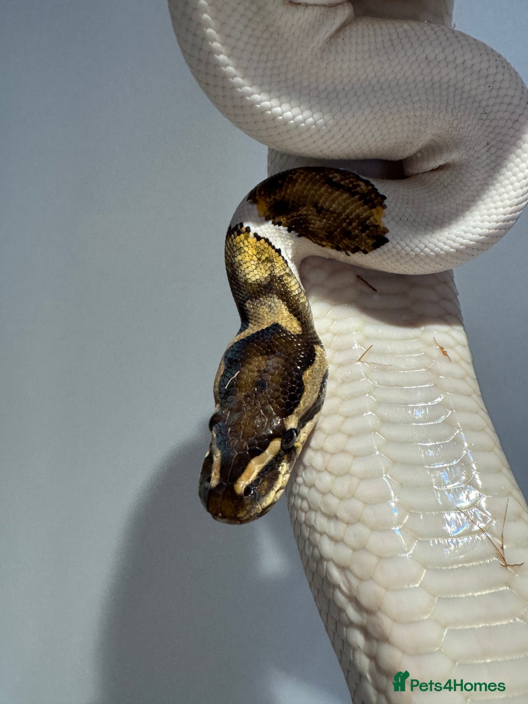 Python Snake reptiles for sale: Various Royal/ Ball pythons - Image 1