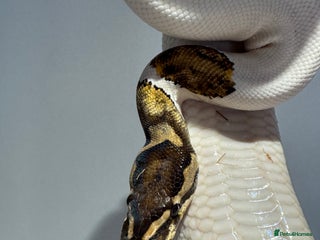 Python Snake reptiles - Advert 3