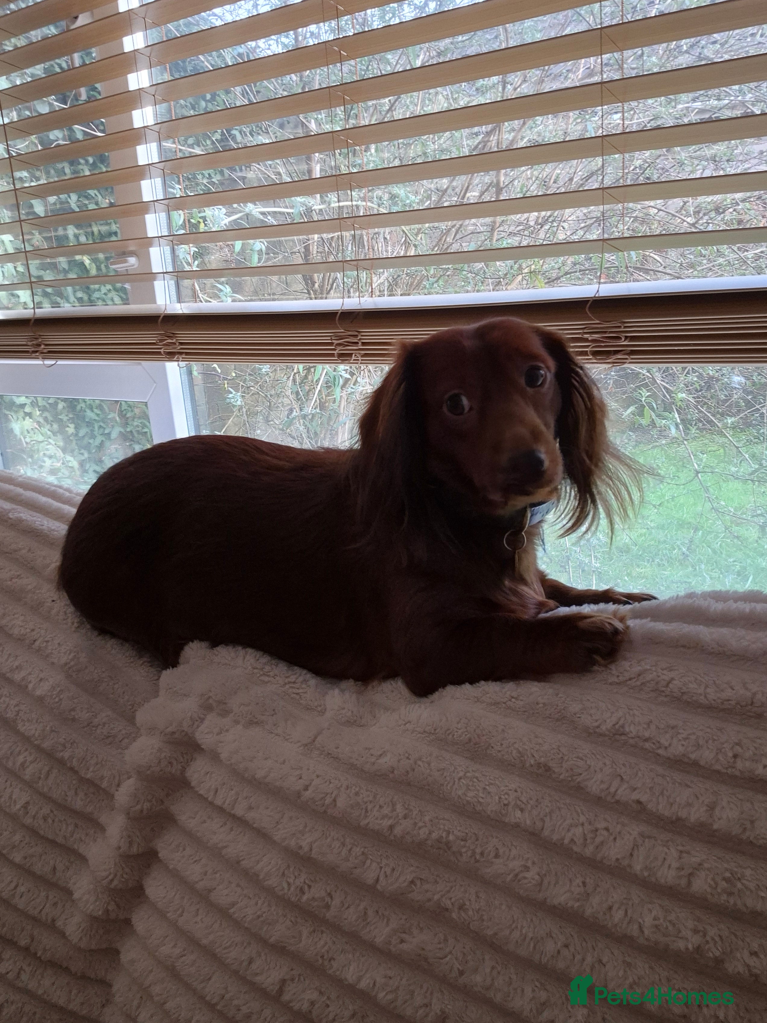 Dachshund dogs Adult female long coated - Advert 1