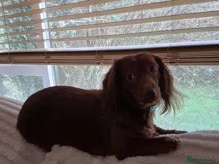 Dachshund dogs Adult female long coated - Advert 1