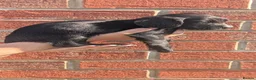 Cocker Spaniel dogs for sale: Beautiful black working cocker spaniels  - Advert 20