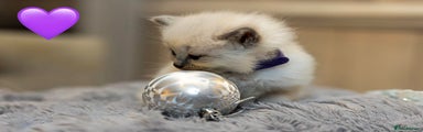 Ragdoll Kitten 4