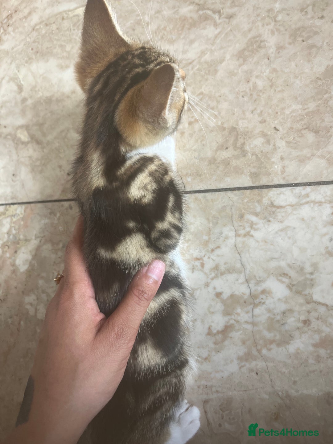 Mixed Breed cats for sale: Kittens for sale asap £40 - Image 6