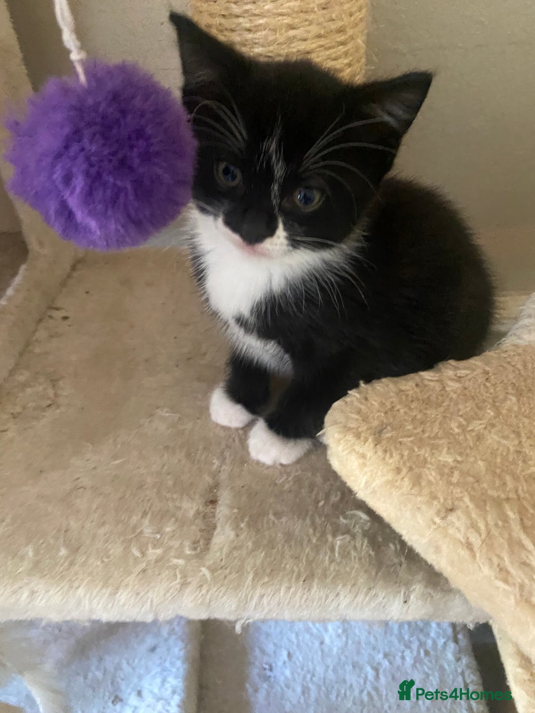 Mixed Breed cats for sale: Scottish fold cross for sale  - Image 36