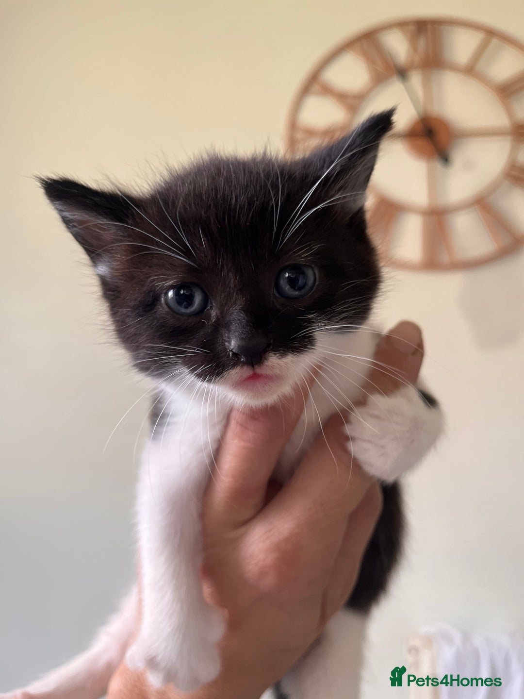 British Longhair cats for sale: Beautiful fluffy kitten’s - Image 8