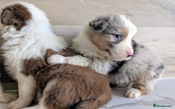 Australian Shepherd dogs for sale: Australian Shepherd puppies for sale  - Image 5