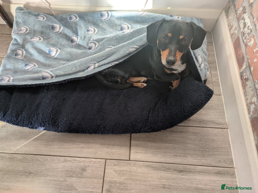 Mixed Breed dogs for sale: Mini Dachshund for rehoming  - Advert 2