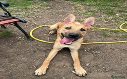 Mixed Breed dogs for sale: 3 males available  - Image 9