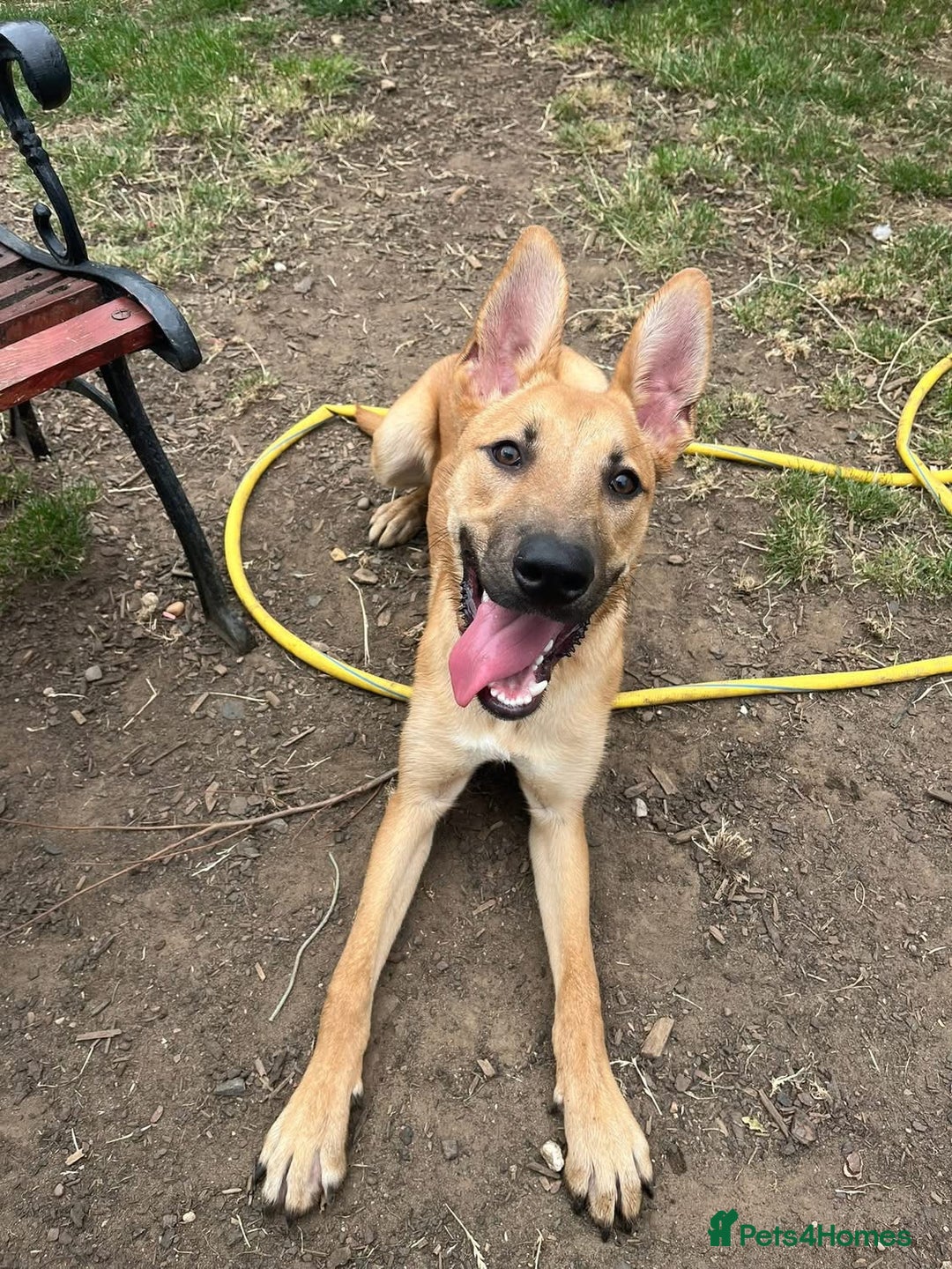 Mixed Breed dogs for sale: 3 males available  - Image 9