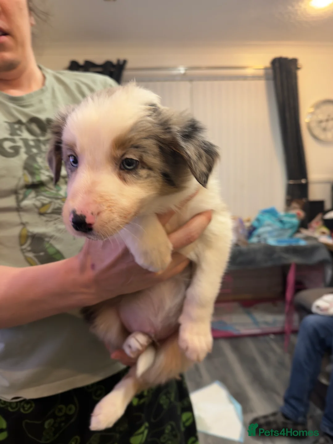 Mixed Breed dogs for sale: Stunning Border Collie Cross Puppies Family Raised - Advert 34