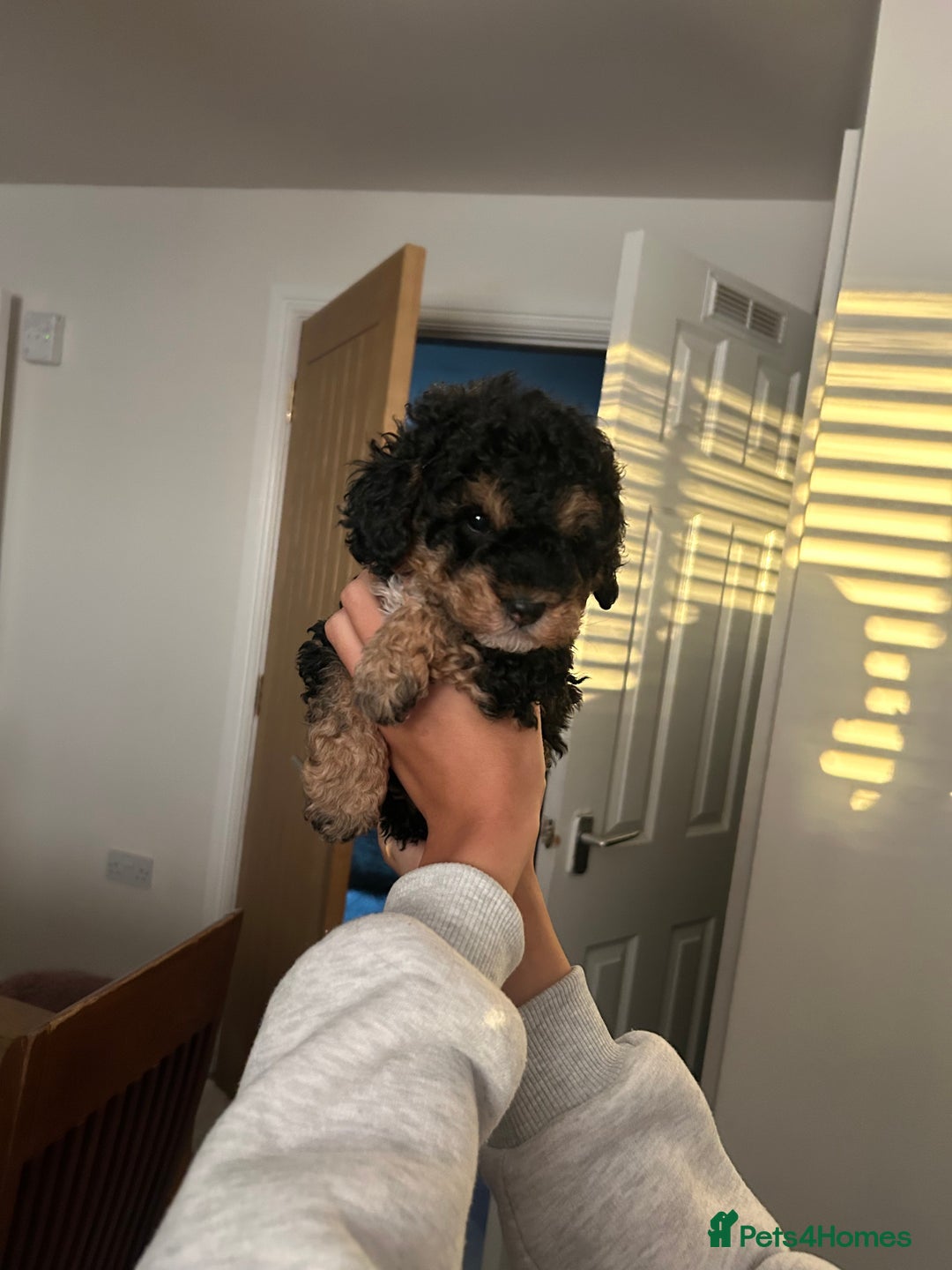 Toy Poodle dogs for sale: Beautiful phanotom toy poodle boys  - Advert 24