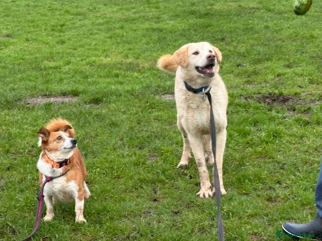 Mixed Breed dogs for adoption: Polly - Norwich Norfolk  - Advert 23